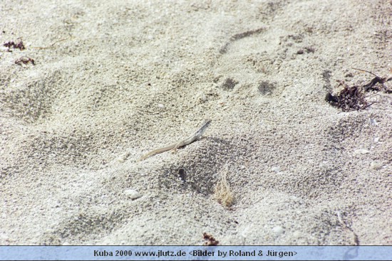k70927a.jpg