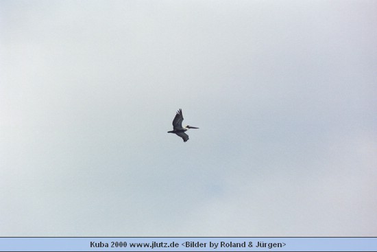 k80927a.jpg