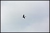 k80927a.jpg