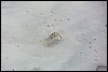 k81026a.jpg